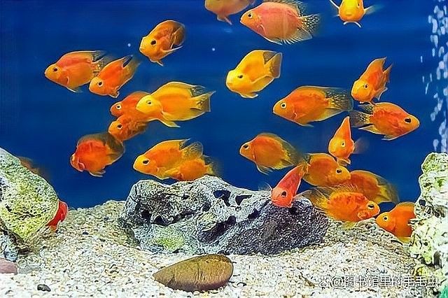 鸚鵡魚能和銀龍魚混養嗎圖片欣賞大全 鸚鵡魚能和銀龍魚混養嗎圖片欣賞大全 龍魚百科 第5張