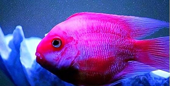 鸚鵡魚能和銀龍魚混養嗎圖片欣賞大全 鸚鵡魚能和銀龍魚混養嗎圖片欣賞大全 龍魚百科 第6張
