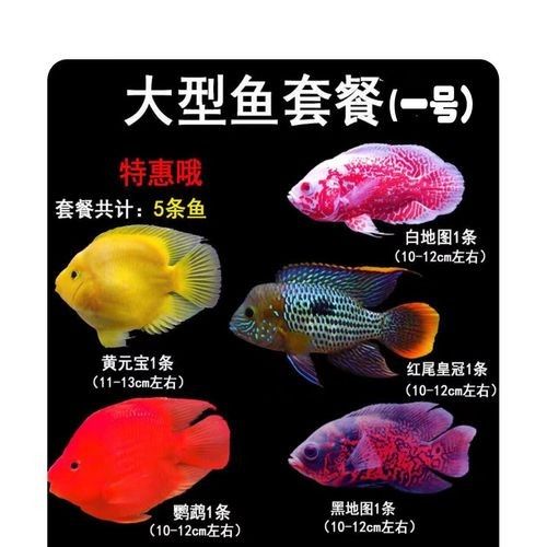 鸚鵡魚能和銀龍魚混養嗎圖片欣賞大全 鸚鵡魚能和銀龍魚混養嗎圖片欣賞大全 龍魚百科 第9張