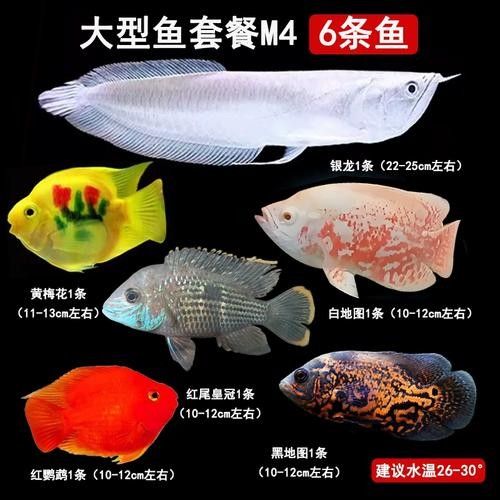 鸚鵡魚能和銀龍魚混養嗎圖片欣賞大全 鸚鵡魚能和銀龍魚混養嗎圖片欣賞大全 龍魚百科 第25張