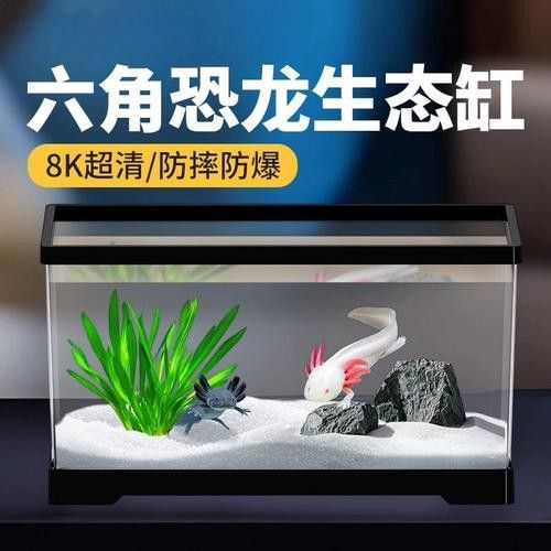 六角恐龍魚怎么養及喂養技巧圖片視頻大全 六角恐龍魚怎么養及喂養技巧圖片視頻大全 龍魚百科 第14張