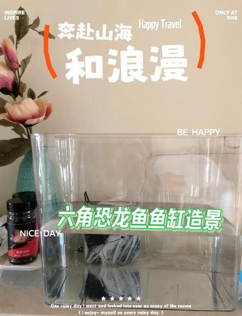 六角恐龍魚怎么養及喂養技巧圖片視頻大全 六角恐龍魚怎么養及喂養技巧圖片視頻大全 龍魚百科 第18張