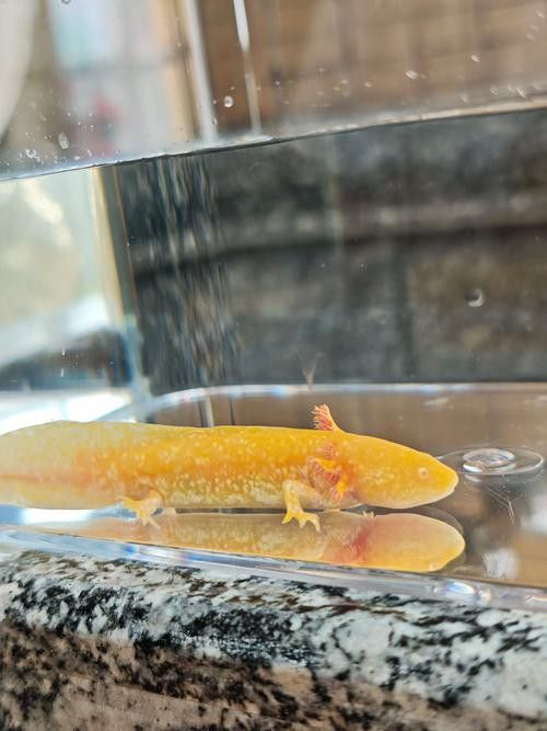 六角恐龍魚怎么養及喂養技巧圖片視頻大全 六角恐龍魚怎么養及喂養技巧圖片視頻大全 龍魚百科 第20張