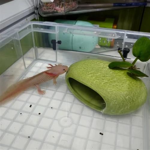 六角恐龍魚怎么養及喂養技巧圖片視頻大全 六角恐龍魚怎么養及喂養技巧圖片視頻大全 龍魚百科 第27張