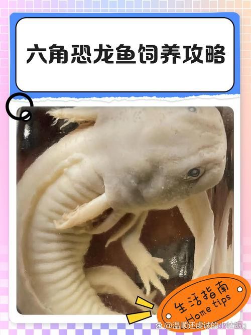 六角恐龍魚怎么養及喂養技巧圖片視頻大全 六角恐龍魚怎么養及喂養技巧圖片視頻大全 龍魚百科 第41張