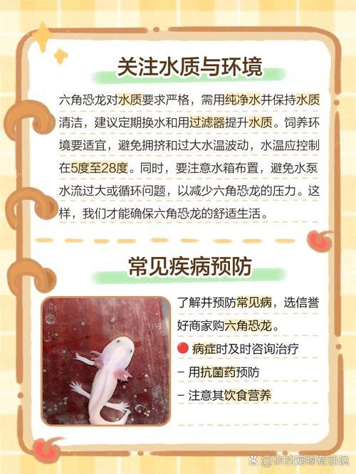 六角恐龍魚怎么養及喂養技巧圖片視頻大全 六角恐龍魚怎么養及喂養技巧圖片視頻大全 龍魚百科 第48張
