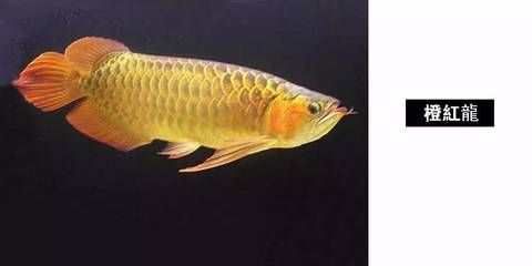 廣州哪里是批發(fā)龍魚的市場?。◤V州有哪些專業(yè)的龍魚批發(fā)市場？） 廣州哪里是批發(fā)龍魚的市場?。◤V州有哪些專業(yè)的龍魚批發(fā)市場？） 龍魚百科 第4張