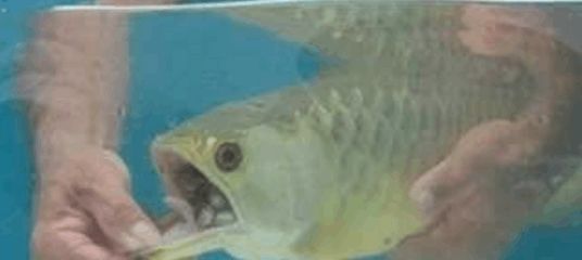 金龍魚嘴巴一直張開：金龍魚嘴巴一直張開可能是因為缺氧、氣壓變化、氣壓變化