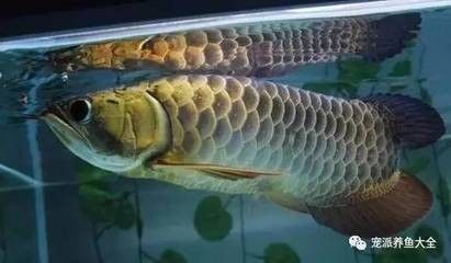 龍魚必須喂活食嗎：龍魚可以喂活食嗎