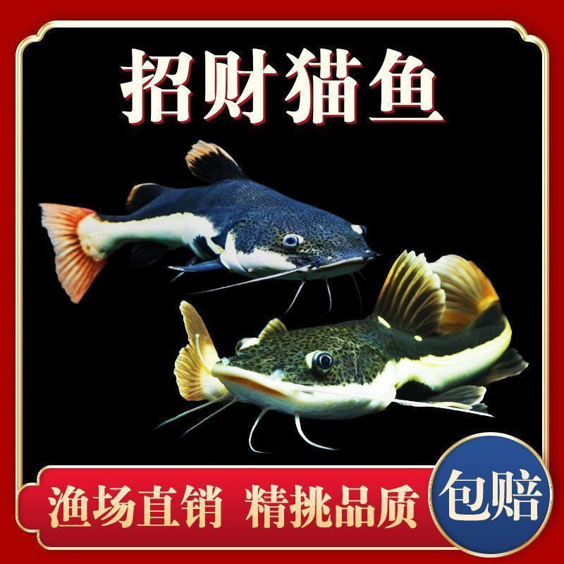 金絲貓魚市場價格多少