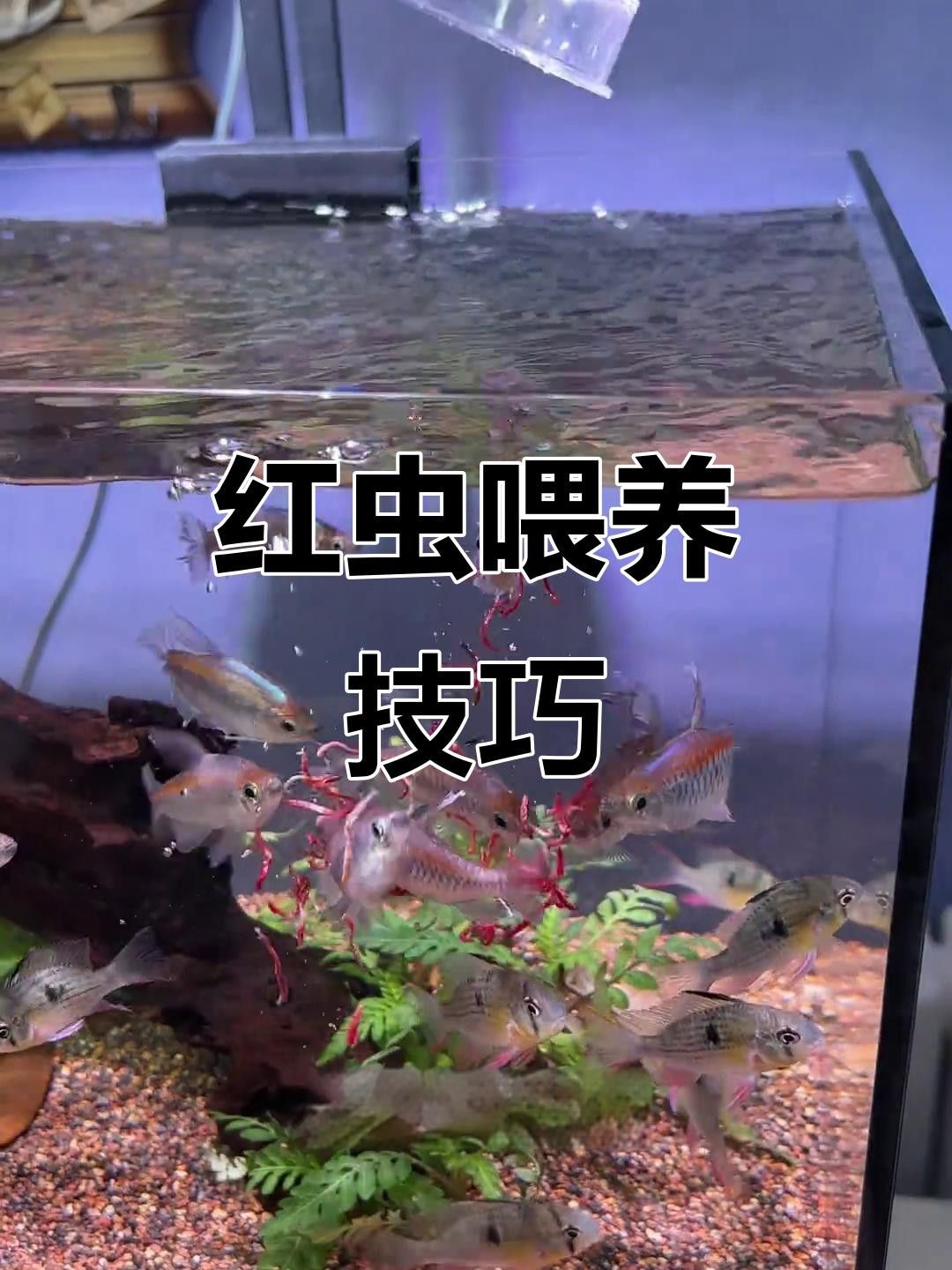 如何安全地喂食昆蟲類活餌