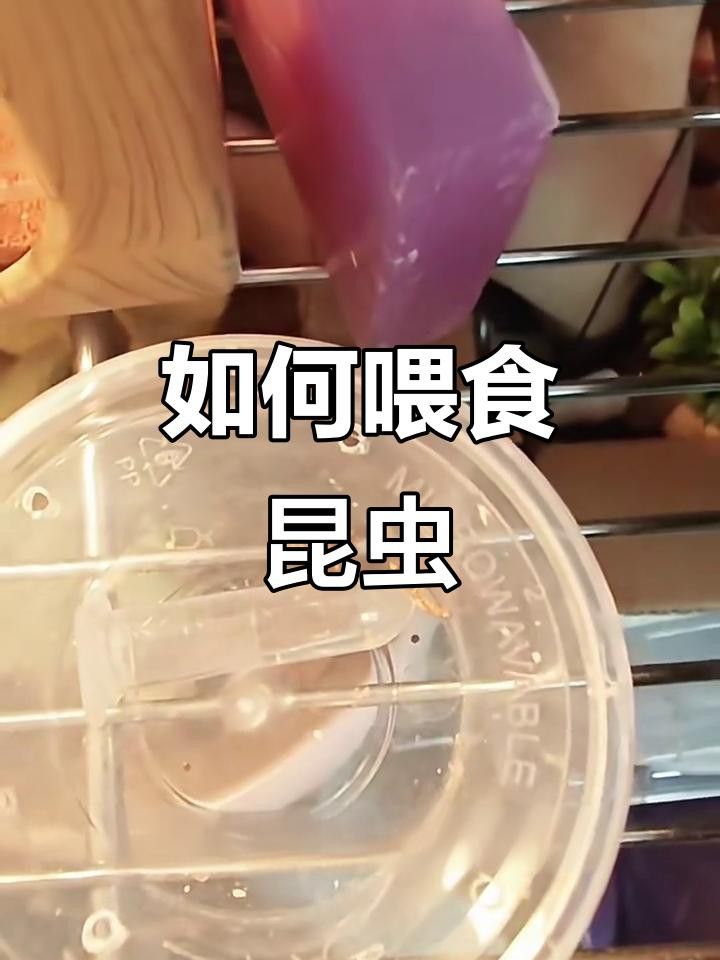 如何安全地喂食昆蟲類活餌