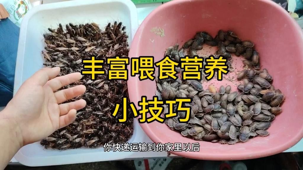 如何安全地喂食昆蟲類活餌