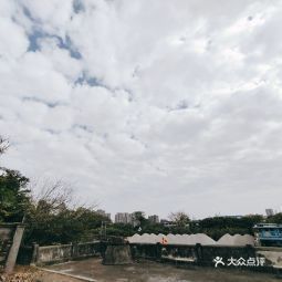江門(mén)龍魚(yú)批發(fā)市場(chǎng)在哪個(gè)位置啊多少錢(qián)