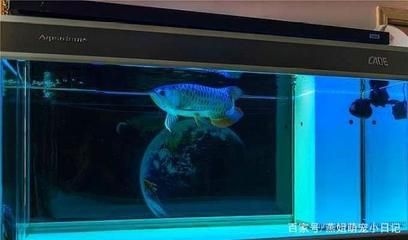 龍魚需要燈光來飼養(yǎng)嗎：龍魚確實需要燈光來進(jìn)行飼養(yǎng)，促進(jìn)龍魚的爬背和發(fā)色