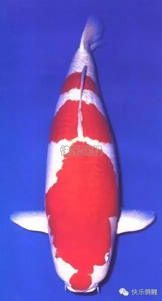 龍魚爛鰭不治療會死嗎？