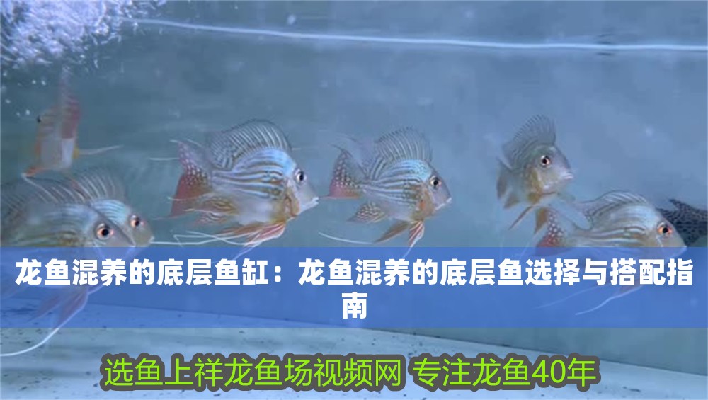 龍魚混養的底層魚缸：龍魚混養的底層魚選擇與搭配指南 龍魚混養的底層魚缸：龍魚混養的底層魚選擇與搭配指南 龍魚百科 第1張