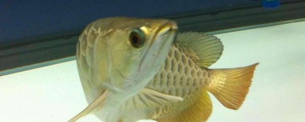 龍魚吃完多久排便：龍魚吃完食物后多久排便