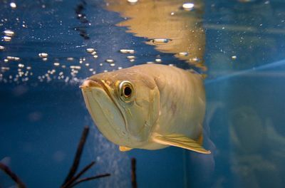 龍魚吃完多久排便：龍魚吃完食物后多久排便