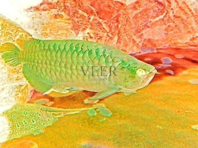 龍魚多大算成年：龍魚的成年年齡并不是一個固定的數(shù)值，不同品種和個體之間存在差異 龍魚多大算成年：龍魚的成年年齡并不是一個固定的數(shù)值，不同品種和個體之間存在差異 龍魚百科