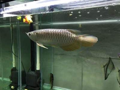 金龍魚用白缸養效果好不好呢，金龍魚在飼養時，選擇白缸還是黑缸各有利弊