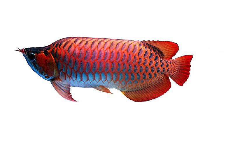 赤血紅龍魚好還是辣椒紅龍好養(yǎng)