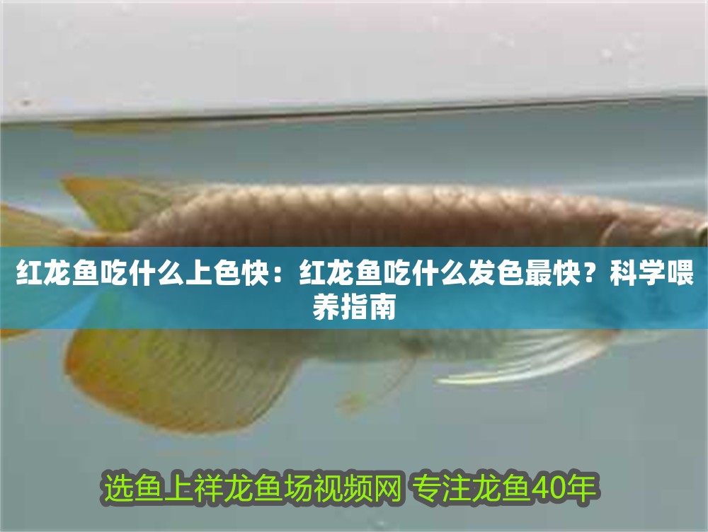 紅龍魚(yú)吃什么上色快：紅龍魚(yú)吃什么發(fā)色最快？科學(xué)喂養(yǎng)指南 紅龍魚(yú)吃什么上色快：紅龍魚(yú)吃什么發(fā)色最快？科學(xué)喂養(yǎng)指南 龍魚(yú)百科 第1張
