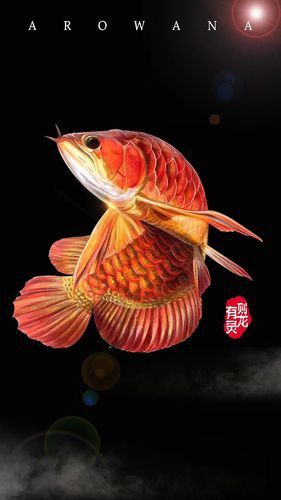 紅龍魚圖片高清手機(jī)壁紙大圖