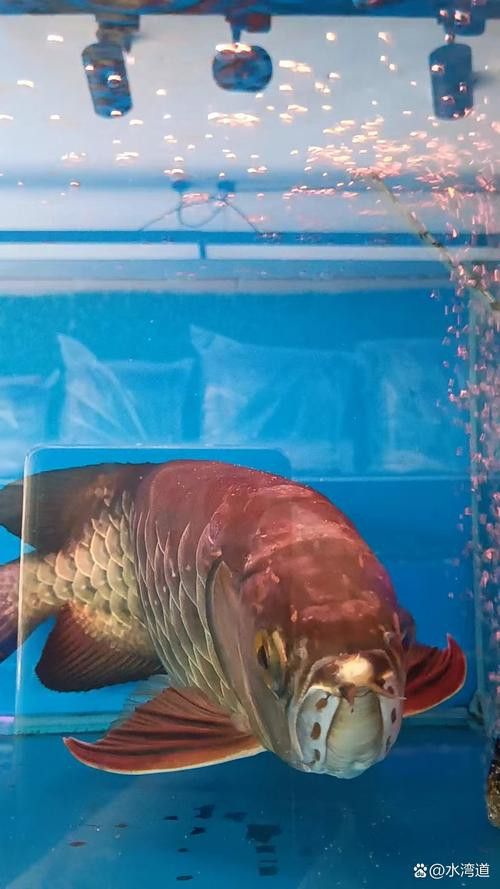 紅龍魚圖片高清手機(jī)壁紙大圖