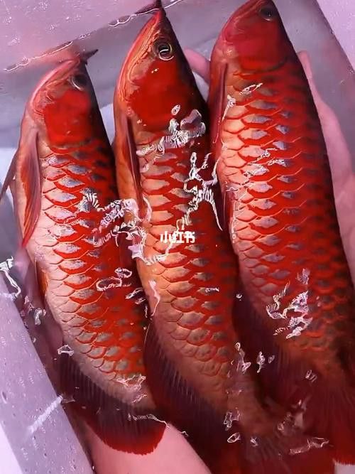 紅龍魚圖片高清手機(jī)壁紙大圖