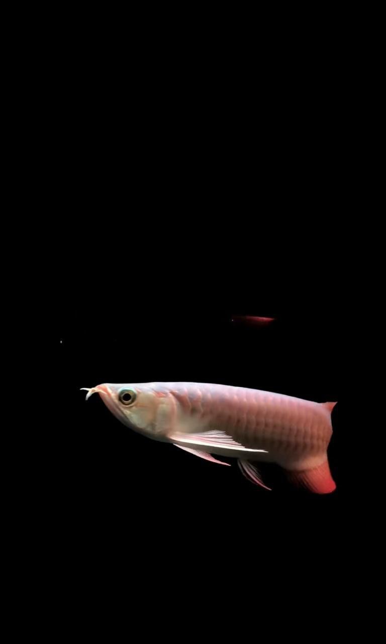 紅龍魚圖片高清手機(jī)壁紙大圖