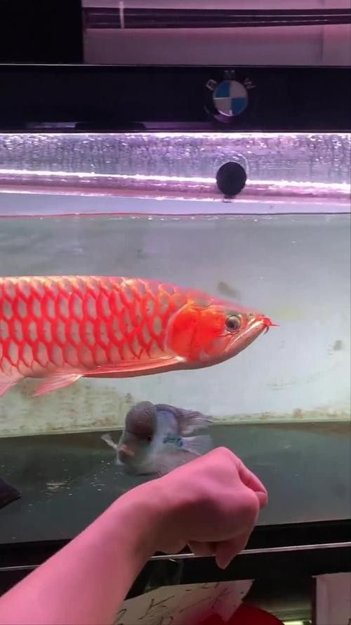 紅龍魚圖片高清手機(jī)壁紙大圖