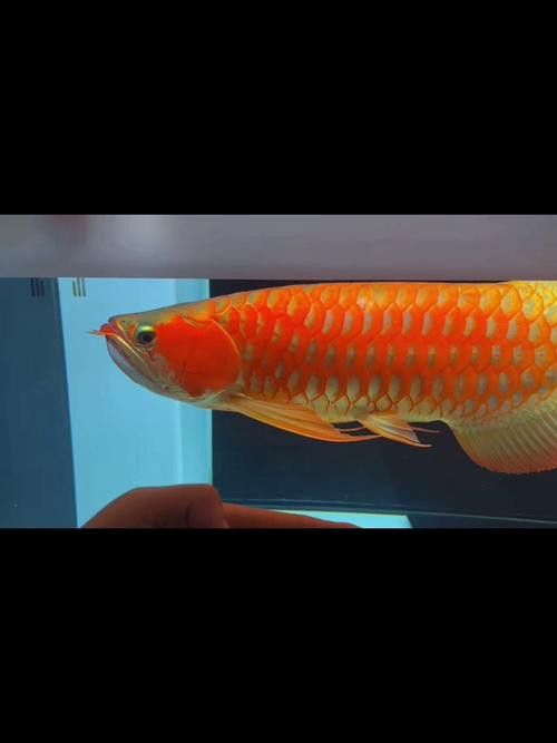 紅龍魚圖片高清手機(jī)壁紙大圖