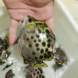 金鼓魚配龍魚【金鼓魚與龍魚混養的成功案例】