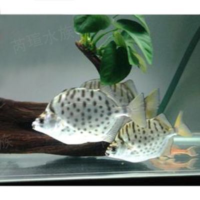 金鼓魚配龍魚【金鼓魚與龍魚混養的成功案例】