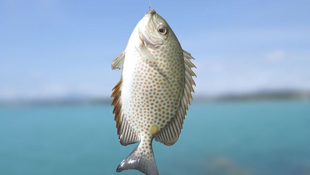 金鼓魚配龍魚【金鼓魚與龍魚混養的成功案例】