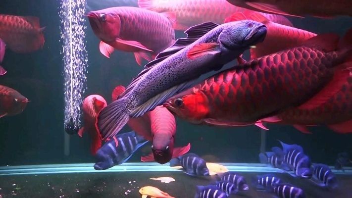 養(yǎng)紅龍魚視頻講座：關(guān)于養(yǎng)紅龍魚的一些視頻講座