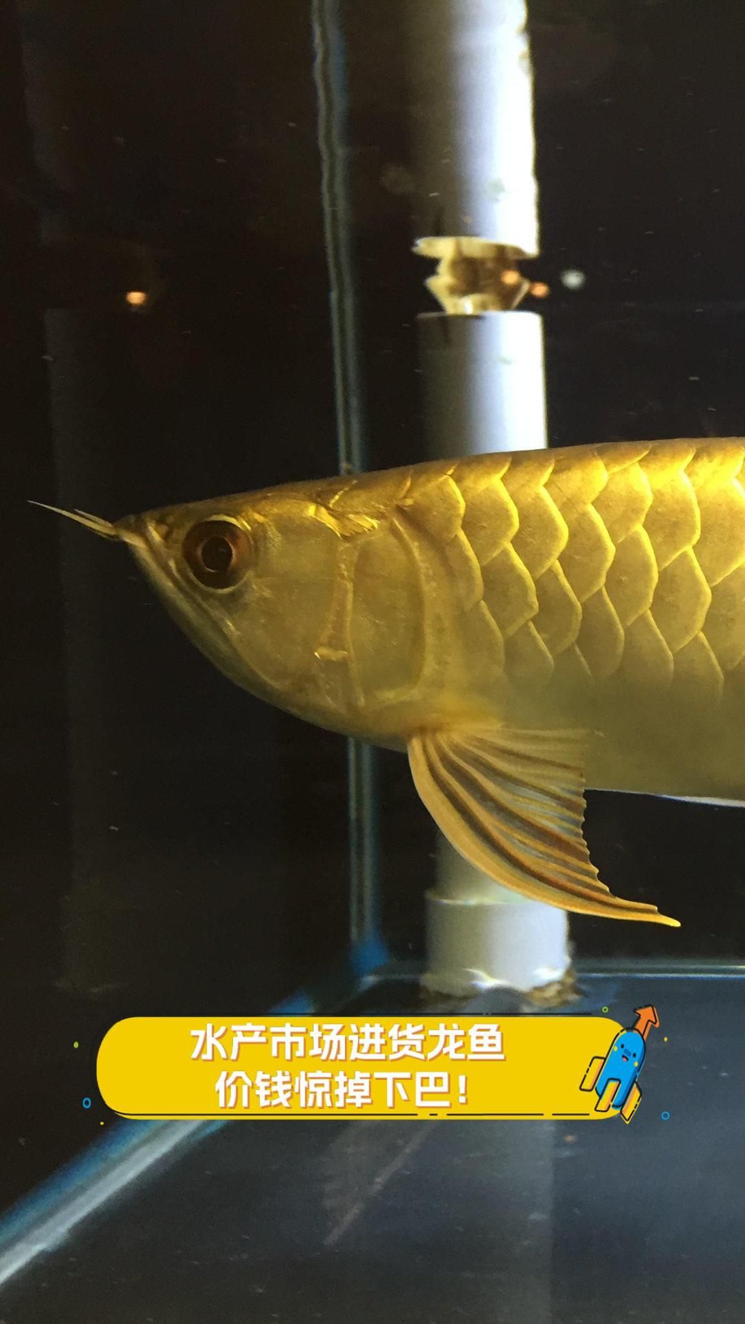 金龍魚1一3公分多少錢一條