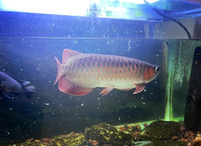 龍魚圖片頭像高清可愛