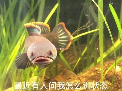 印尼虎魚多少溫度飼養最好:印尼虎魚多少溫度飼養最好印尼虎魚多少溫度飼養最好 雷龍魚吃什么才能快速馴服:雷龍魚挑選飼料的注意事項,雷龍魚的喂食頻率需要注意 龍魚百科 雷龍魚吃什么才能快速馴服:雷龍魚挑選飼料的注意事項,雷龍魚的喂食頻率需要注意 雷龍魚吃什么才能快速馴服:雷龍魚挑選飼料的注意事項,雷龍魚的喂食頻率需要注意 龍魚百科