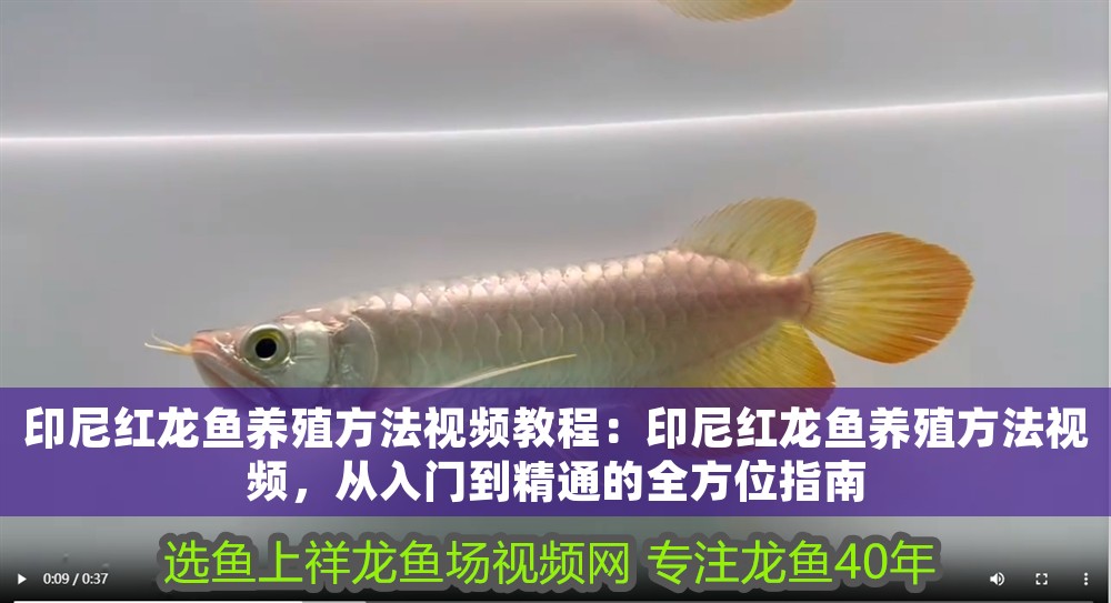 印尼紅龍魚養殖方法視頻教程：印尼紅龍魚養殖方法視頻，從入門到精通的全方位指南