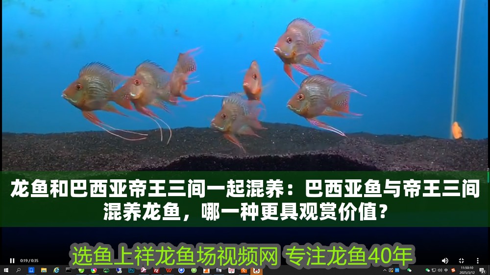 龍魚和巴西亞帝王三間一起混養：巴西亞魚與帝王三間混養龍魚，哪一種更具觀賞價值？