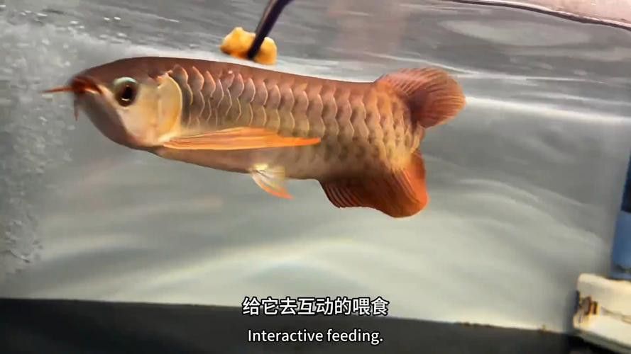金龍魚一天喂食幾次