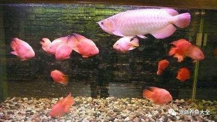 金龍魚沒氧氣能活多久：金龍魚在無氧氣環境下生存時間短暫的時間是非常短暫的