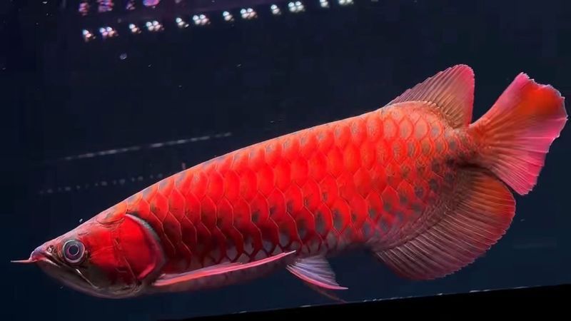 世界上最大的紅龍魚是什么魚圖片視頻 世界上最大的紅龍魚是什么魚圖片視頻 龍魚百科 第23張