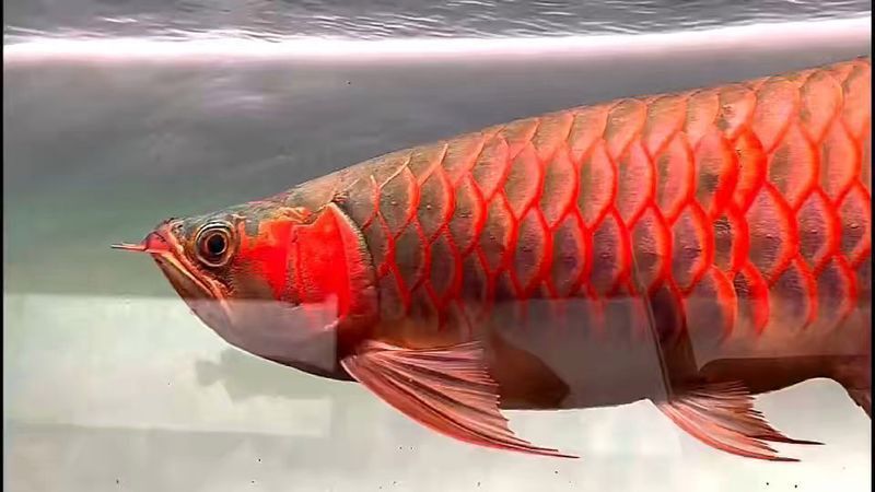世界上最大的紅龍魚是什么魚圖片視頻 世界上最大的紅龍魚是什么魚圖片視頻 龍魚百科 第22張