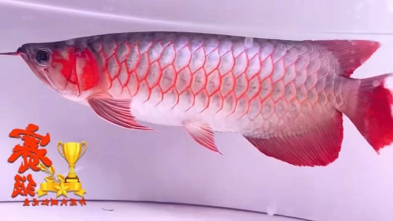 世界上最大的紅龍魚是什么魚圖片視頻 世界上最大的紅龍魚是什么魚圖片視頻 龍魚百科 第24張