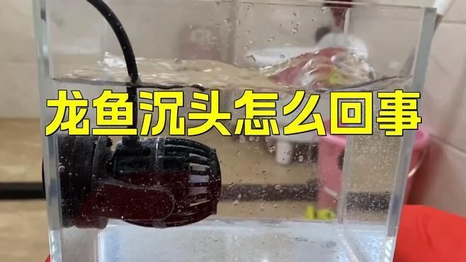 龍魚浮頭沉尾能自愈嗎