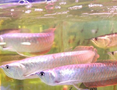 養(yǎng)銀龍魚的寓意和象征是什么：養(yǎng)銀龍魚的寓意和象征是什么，