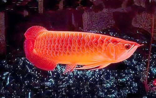 過背金龍魚吃水果的最佳頻率